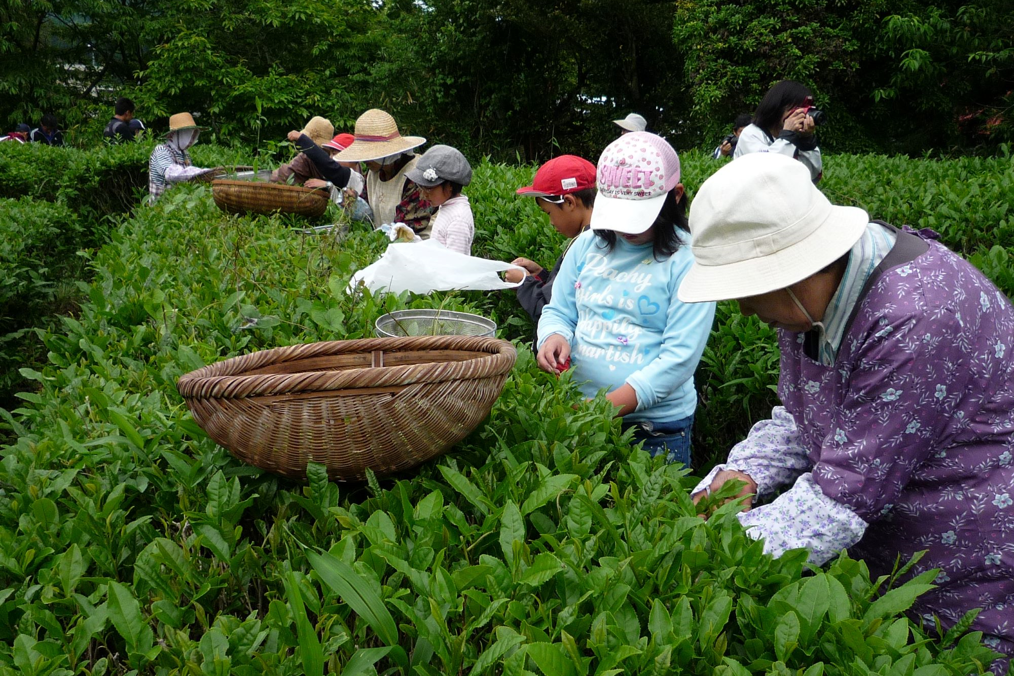 お茶摘み体験をする産山学園の児童たち