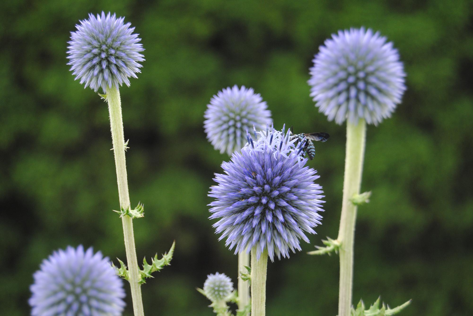 ヒゴタイの花とブルービーの写真