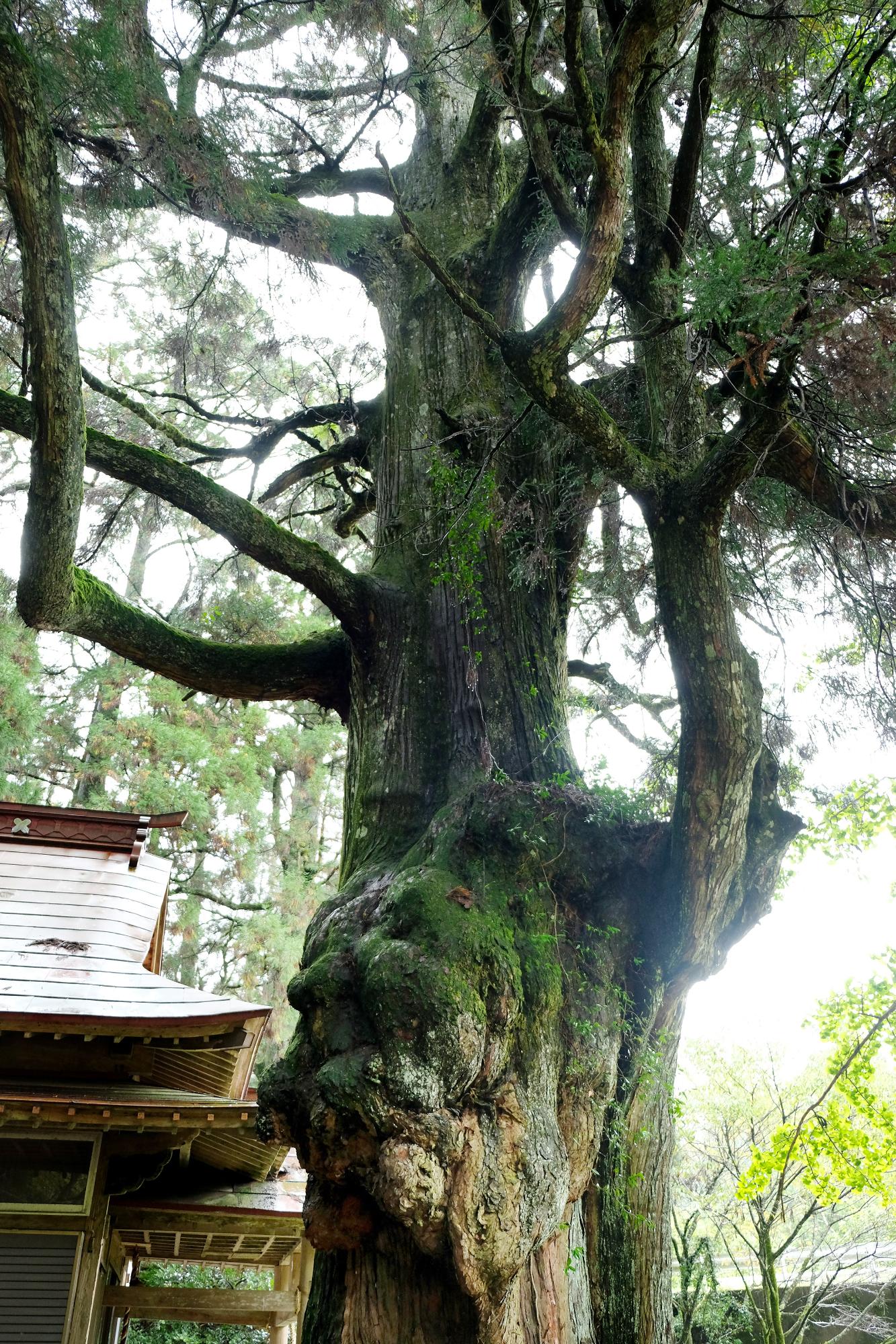 緑豊かな木々の中にある木造の平川阿蘇神社の神木写真