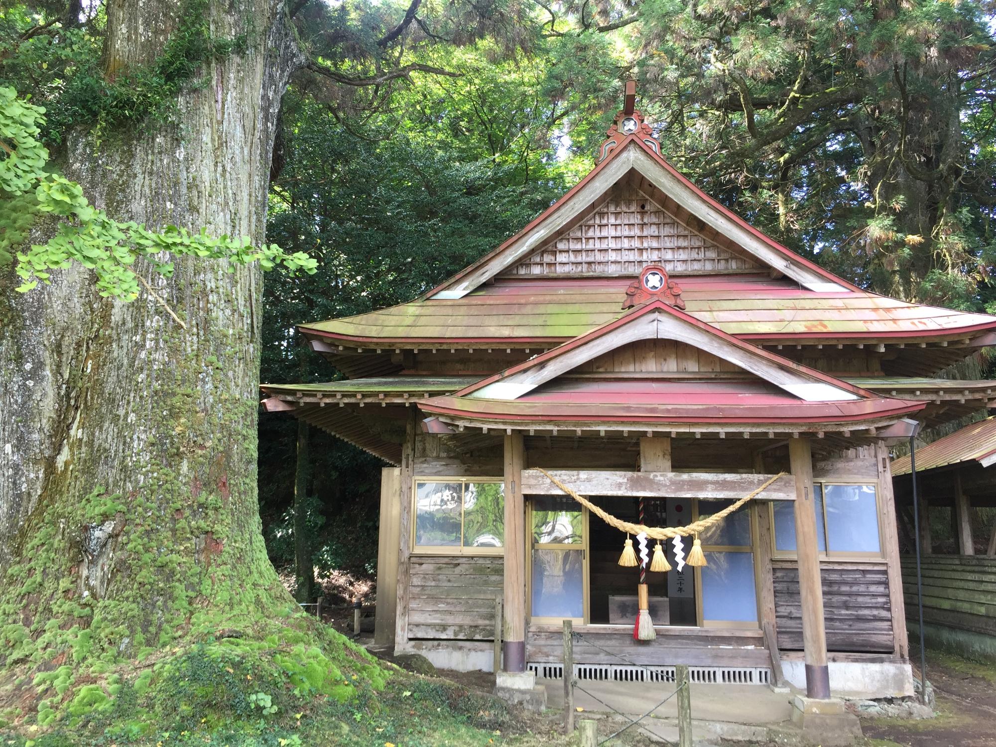 平川阿蘇神社の杉と神社
