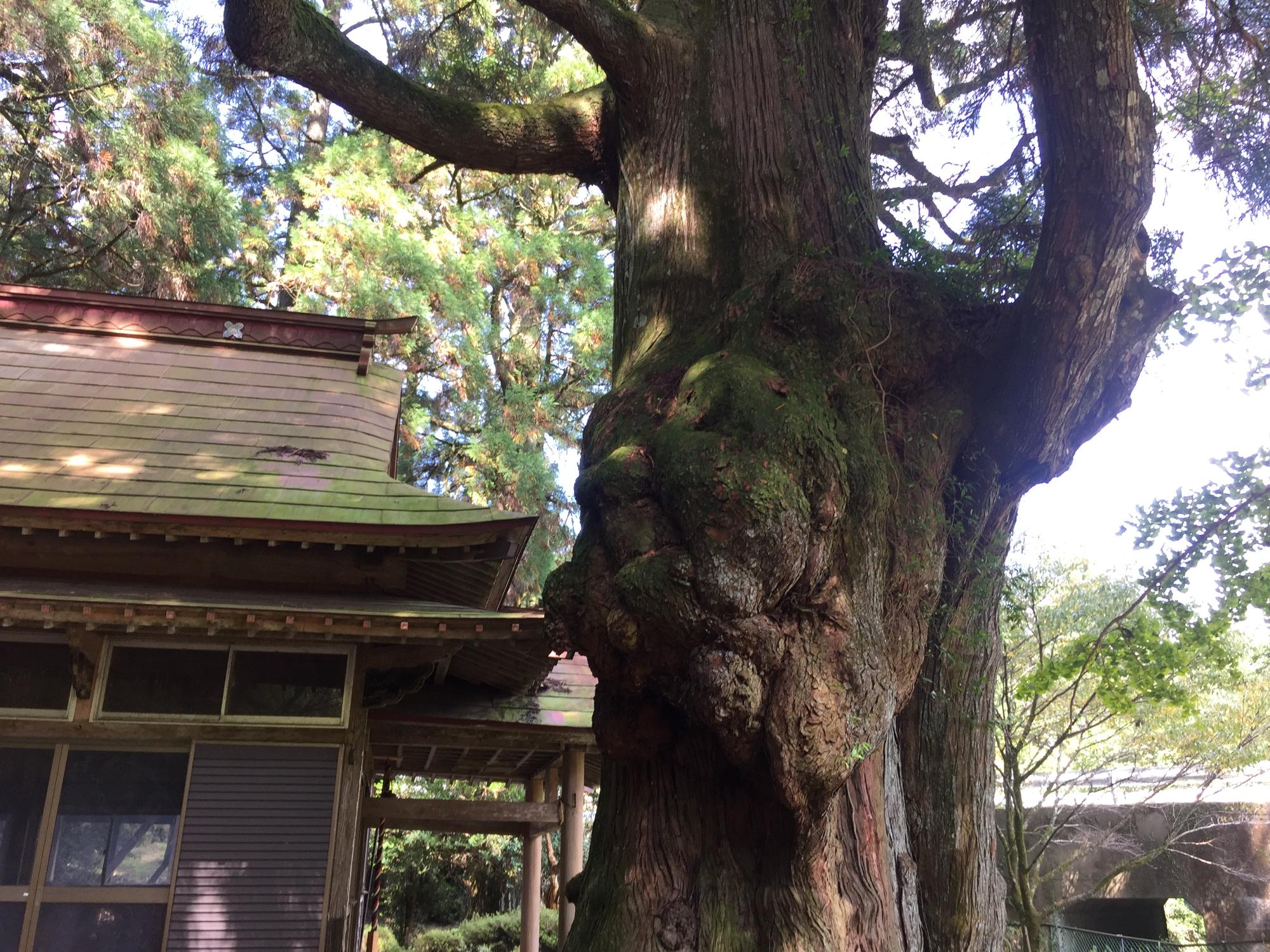 ふくらみが人の顔にみえる平川神社の杉