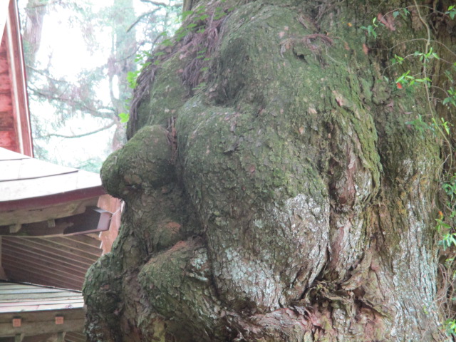 ふくらみが人の顔にみえる平川神社の杉のアップ写真