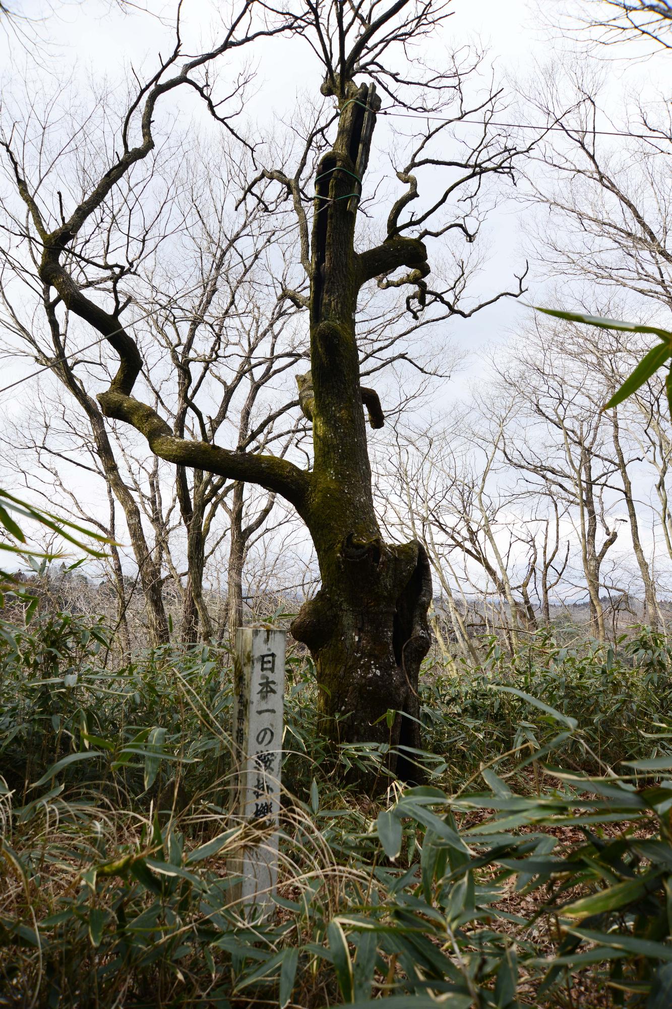 鞍掛のクヌギ