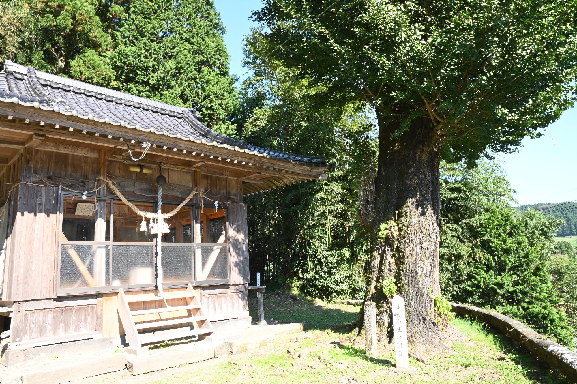 嵯峨神社の境内と銀杏の木