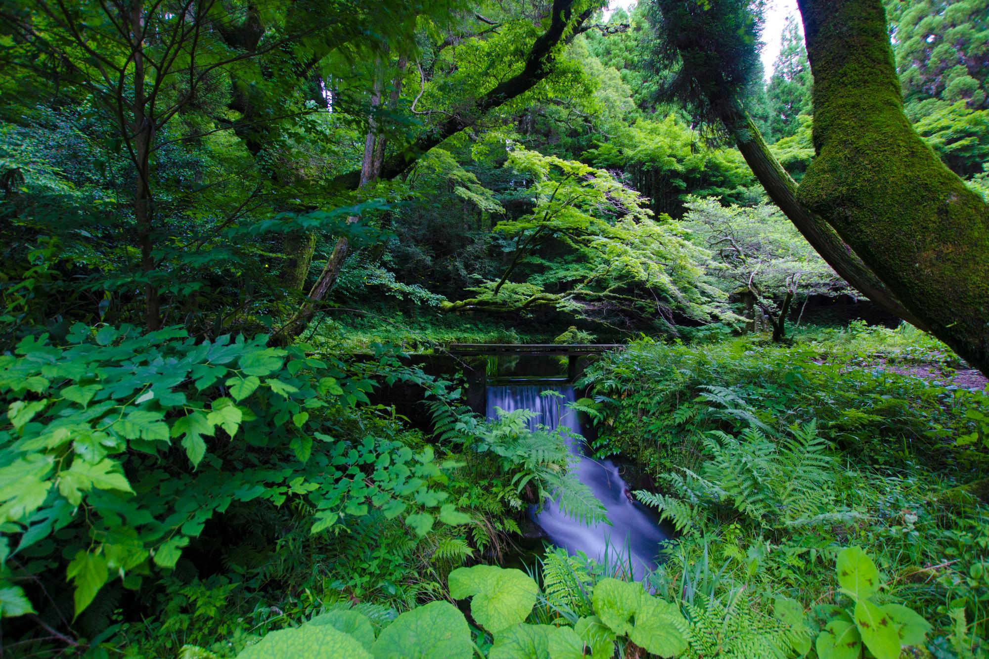 木々に囲まれた山吹水源
