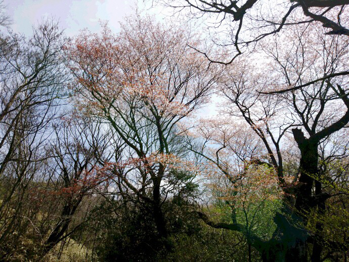 ヨモギ原の桜