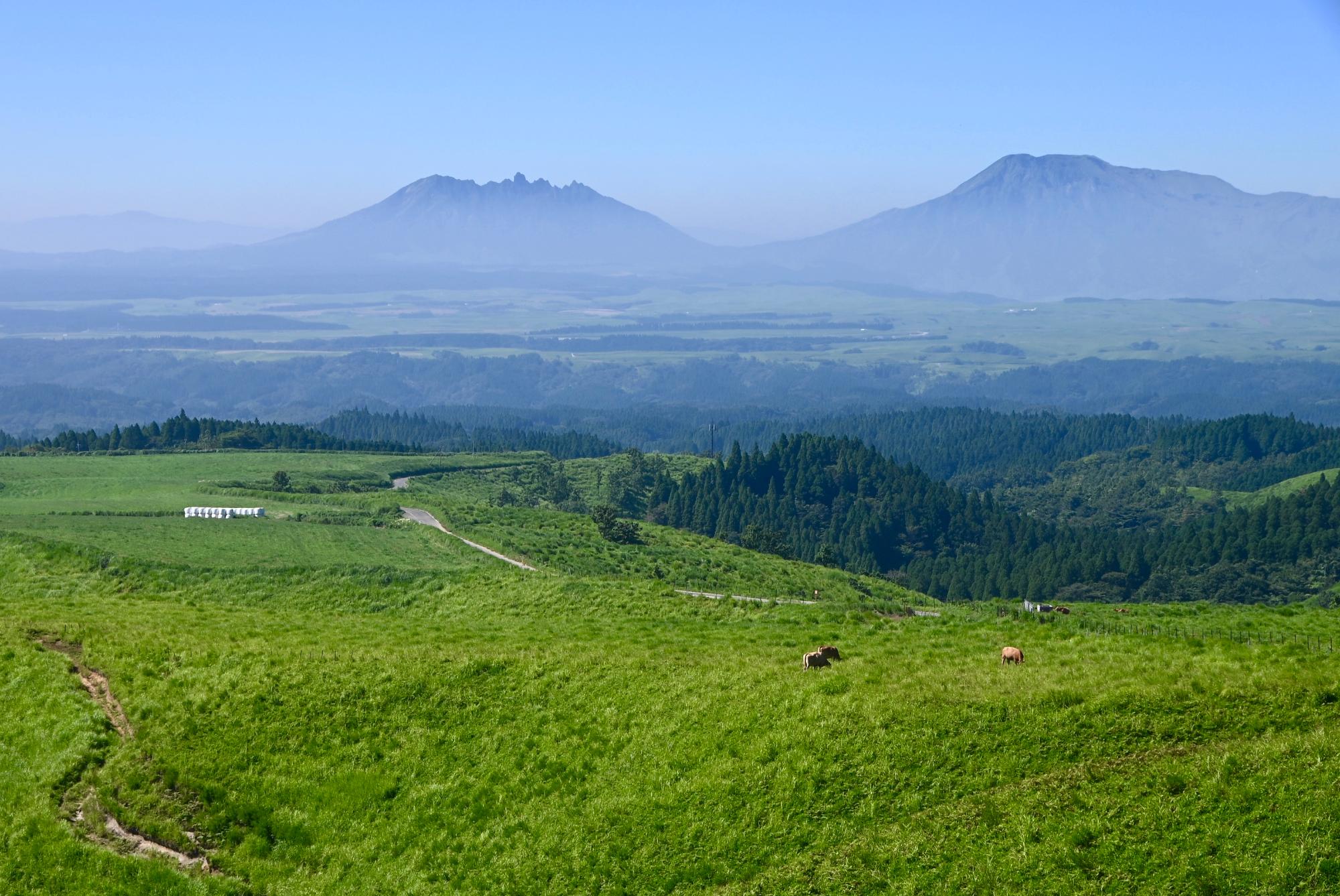 阿蘇山を望む放牧された牛と草原の風景
