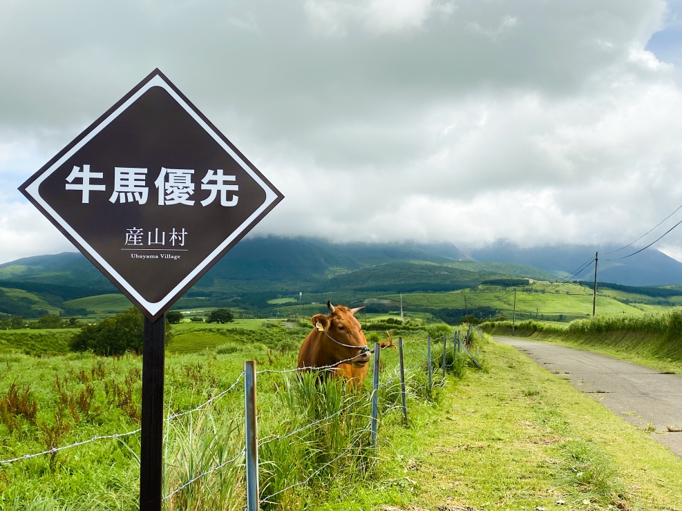 牛馬優先の看板と放牧されたあか牛