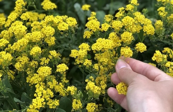 黄色のハーブを摘む様子