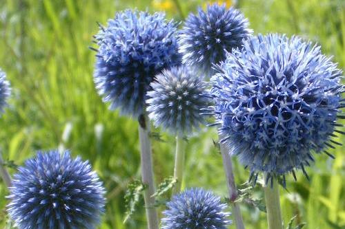 ヒゴタイ公園のヒゴタイの花