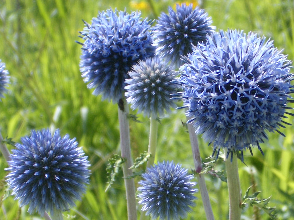 ヒゴタイ公園に咲くヒゴタイの花