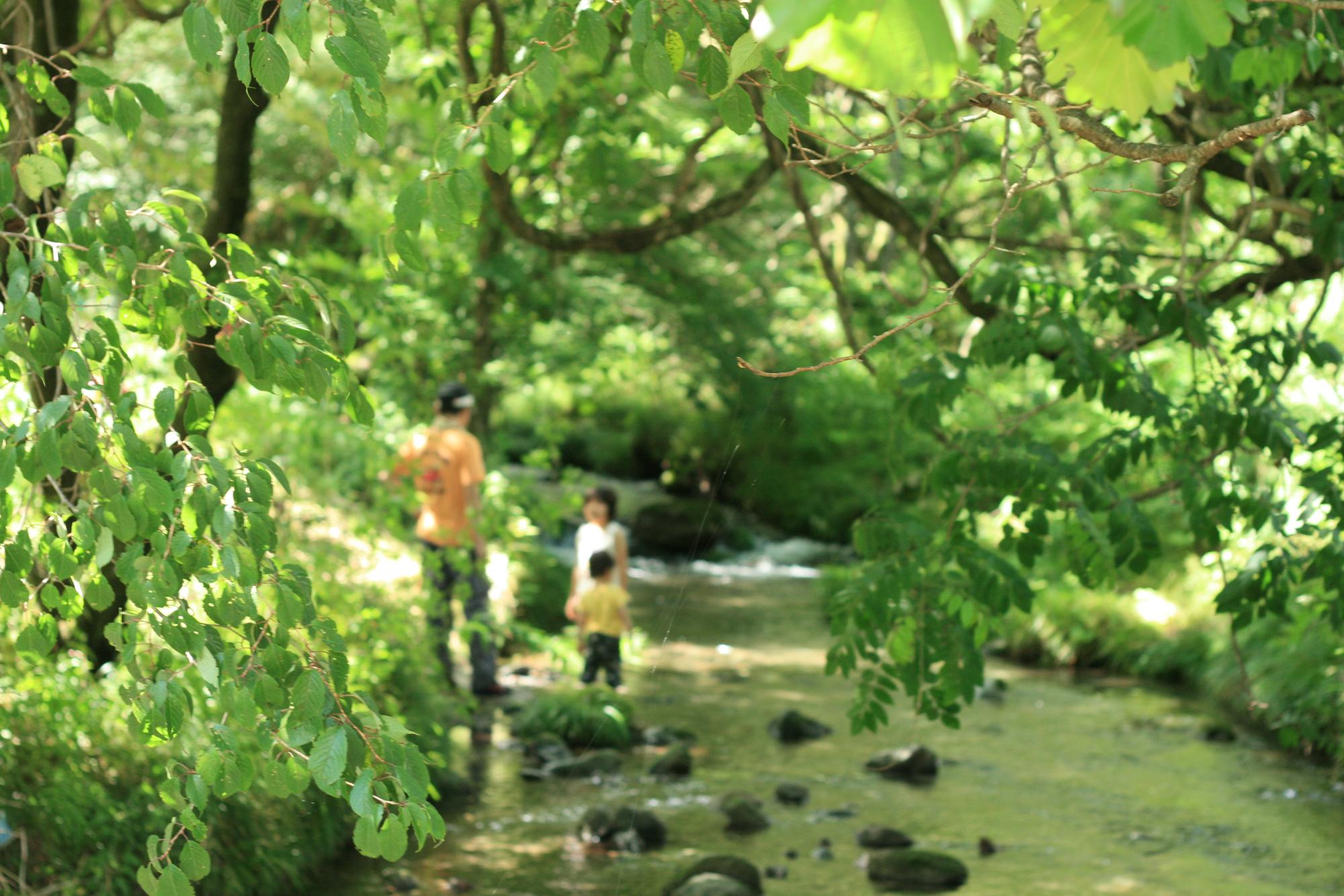 ヒゴタイ公園を流れる川