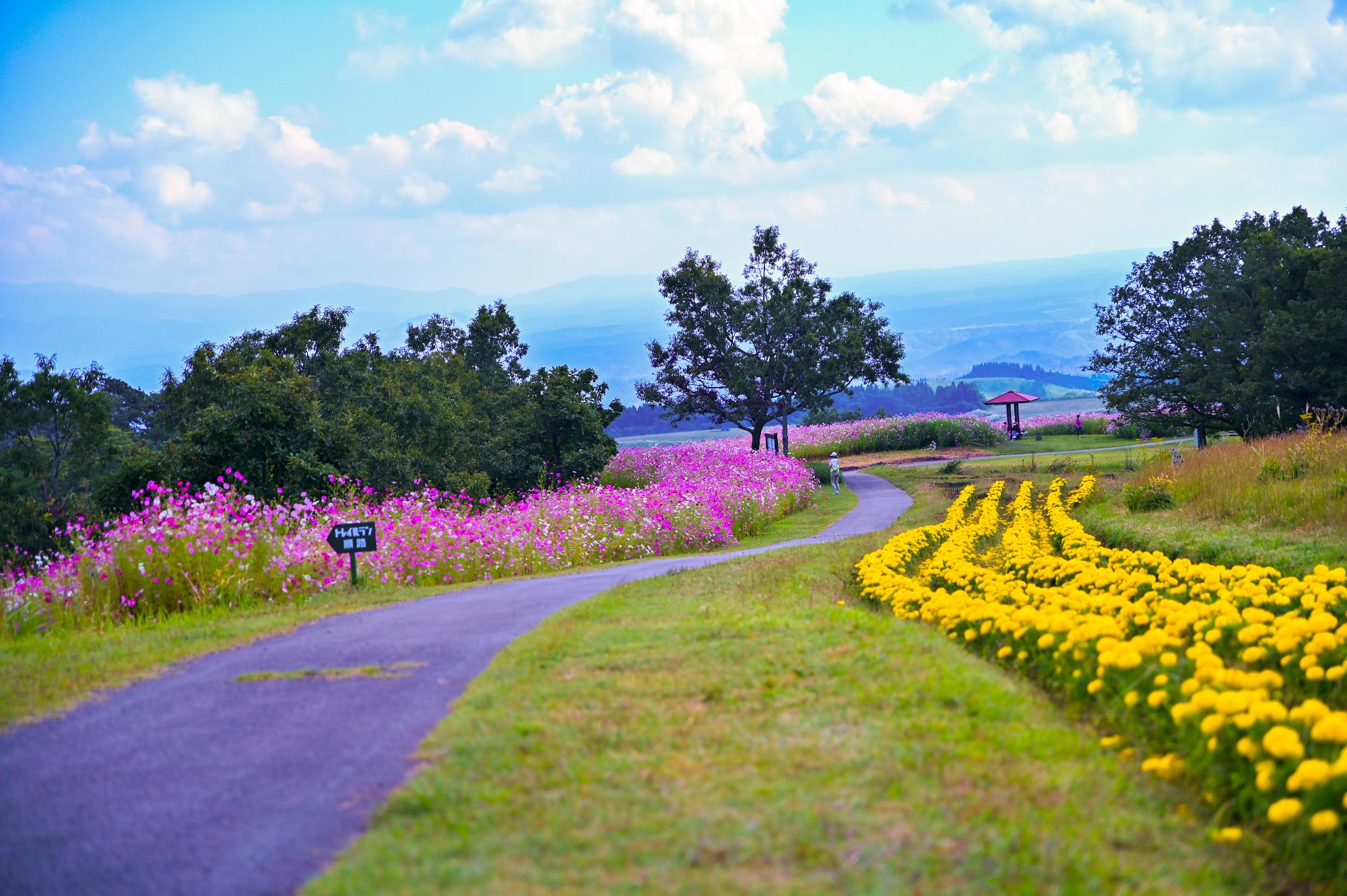 ヒゴタイ公園内コスモスとマリーゴールド