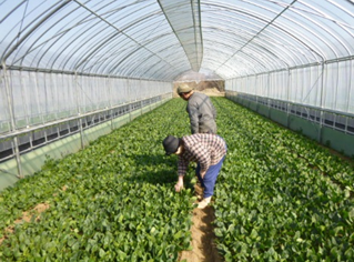 新規就農施設でホウレンソウを栽培する夫婦