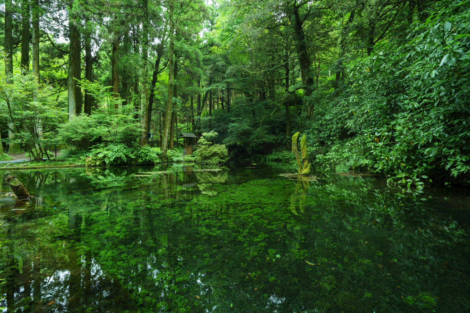 新緑の中の池山水源