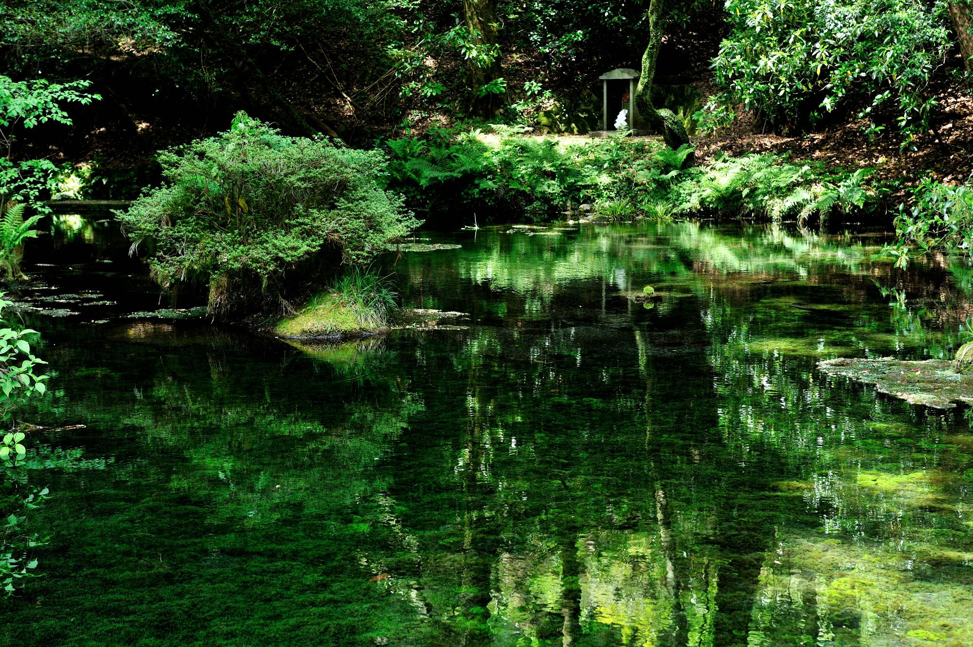 池山水源の湧水と緑が映り込む鏡面