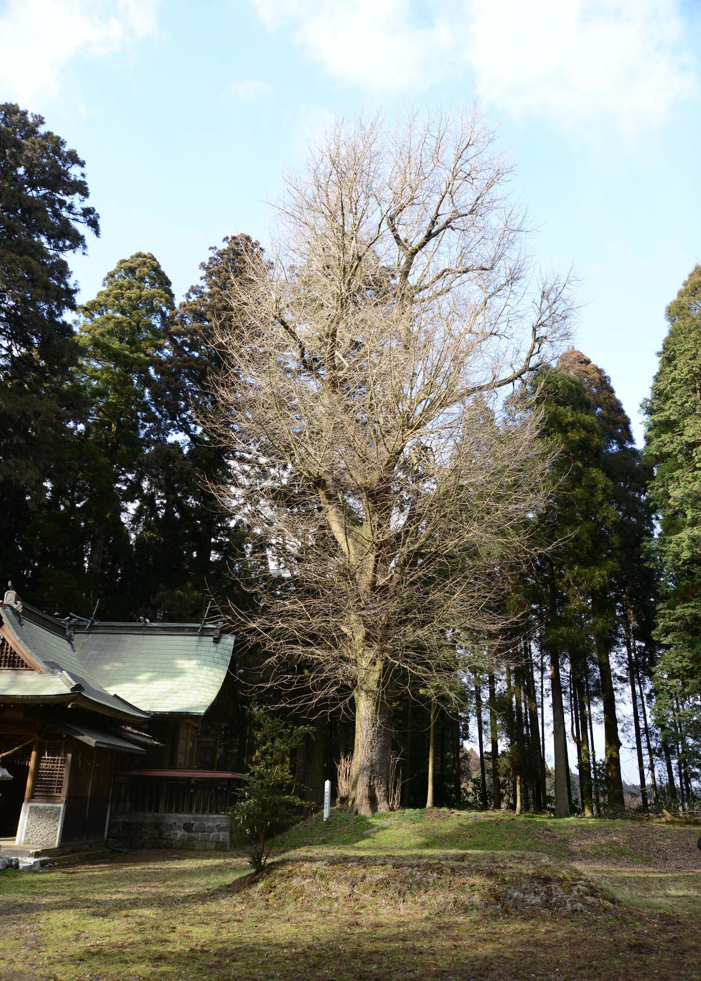 片俣阿蘇神社の神木の大杉