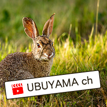 UBUYAMA Ch