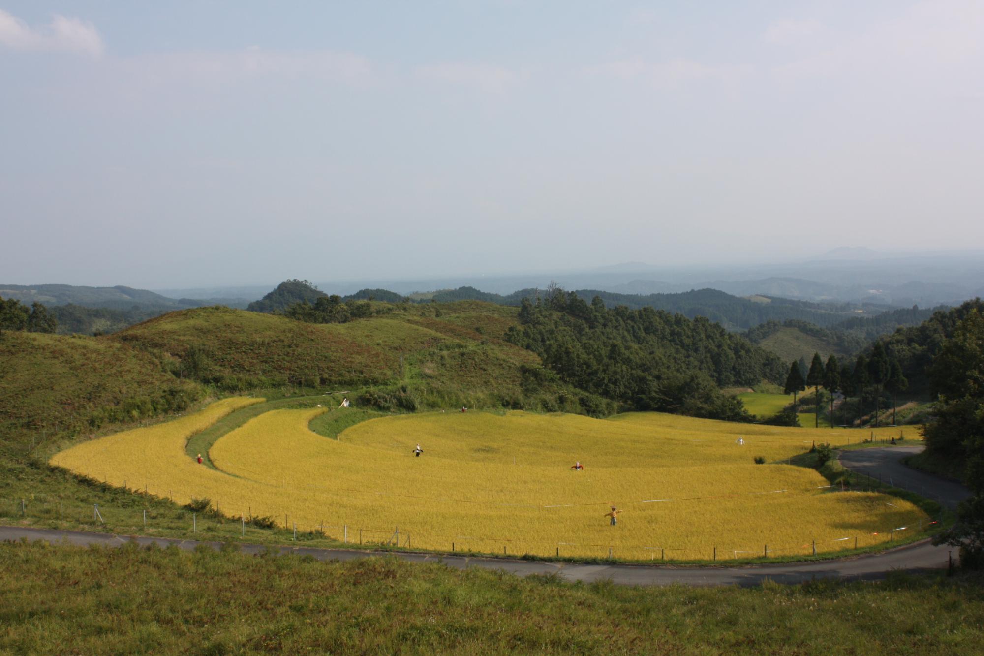 稲穂が実った秋の棚田