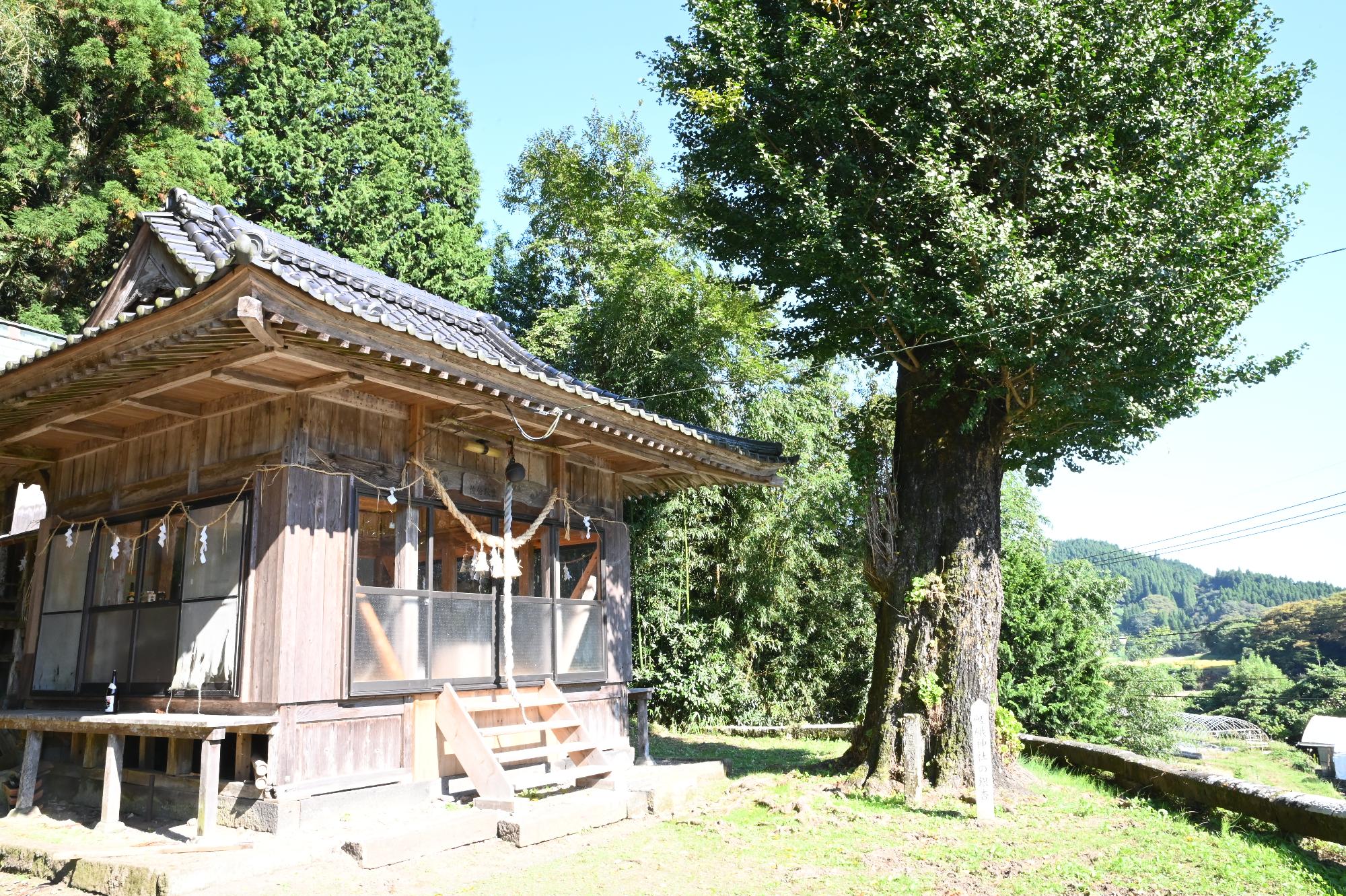 嵯峨神社の銀杏