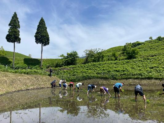扇棚田で手植えで田植えをする様子