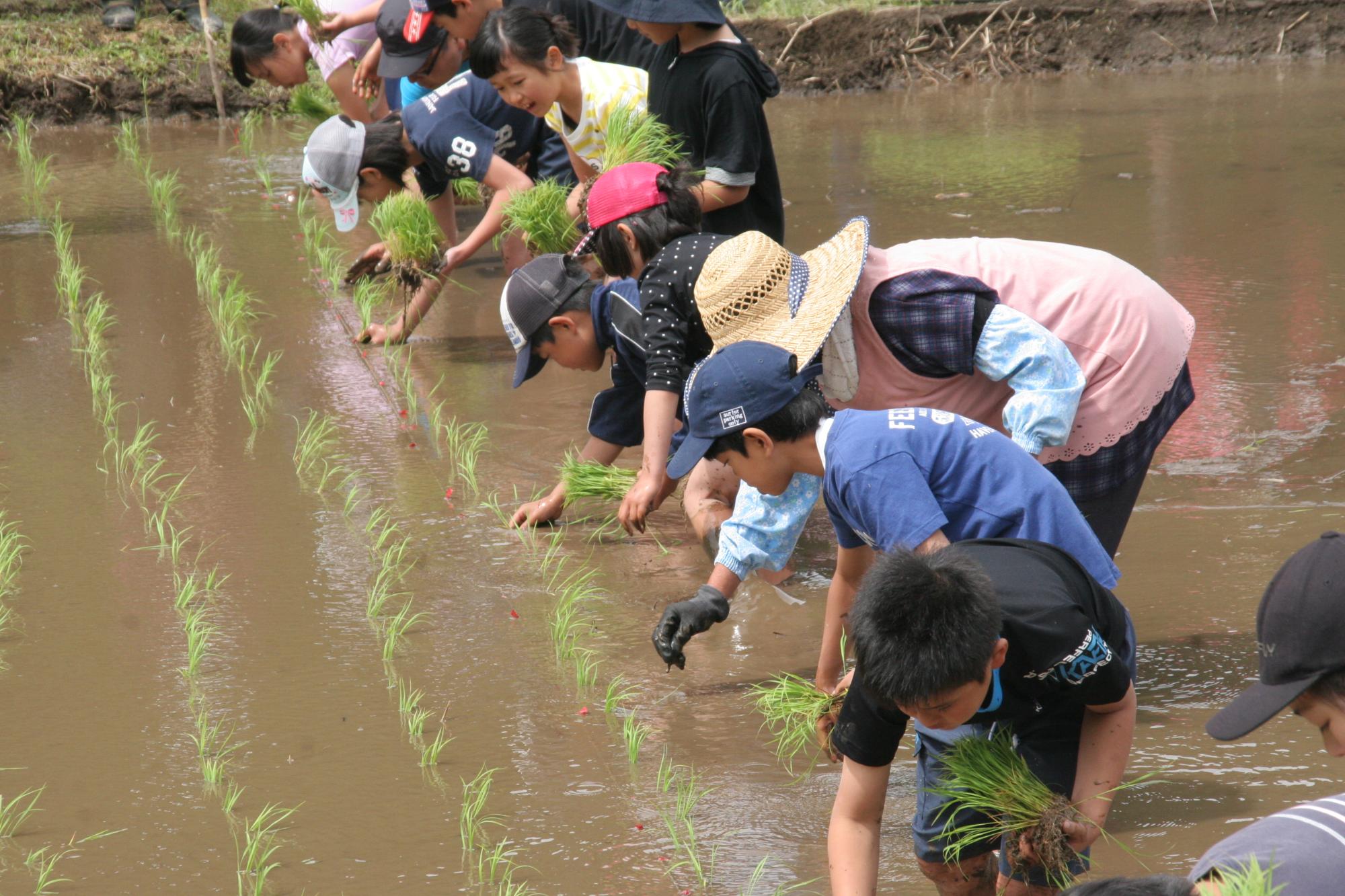 田植え体験をする子供たち