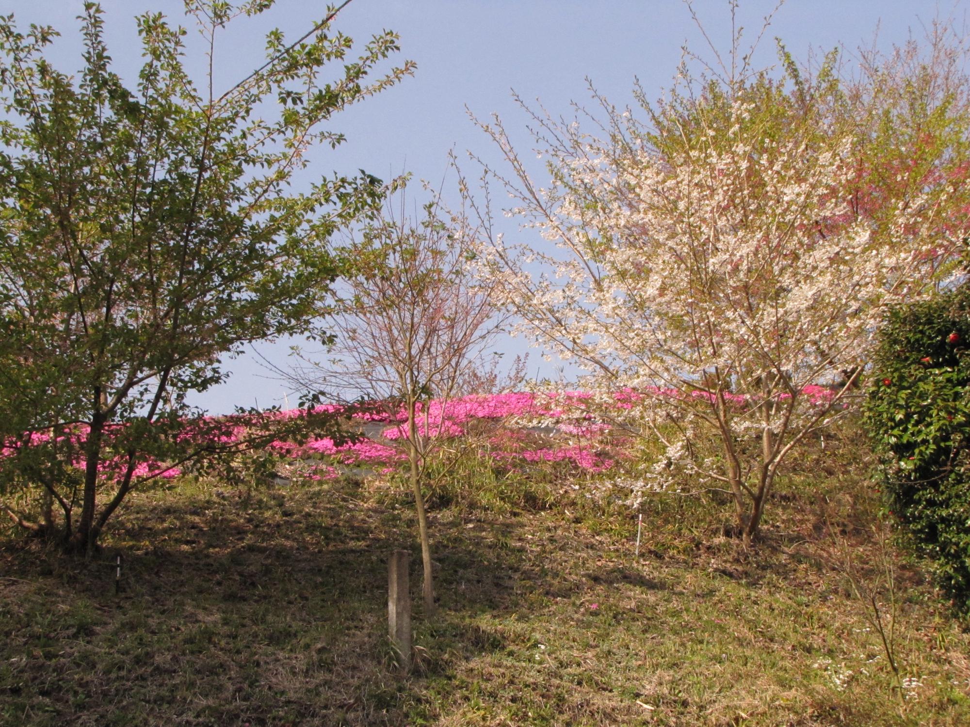 乙宮地区の植樹された桜の木