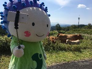 放牧している牛を前に自撮りをしているうぶちゃんの写真