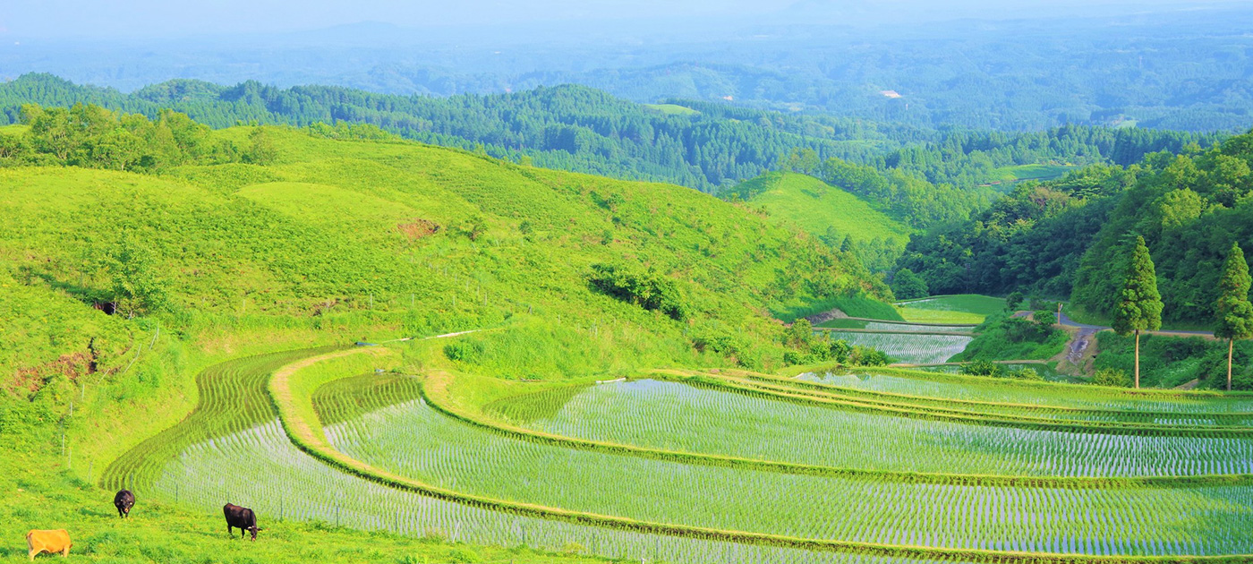 産山村の扇棚田