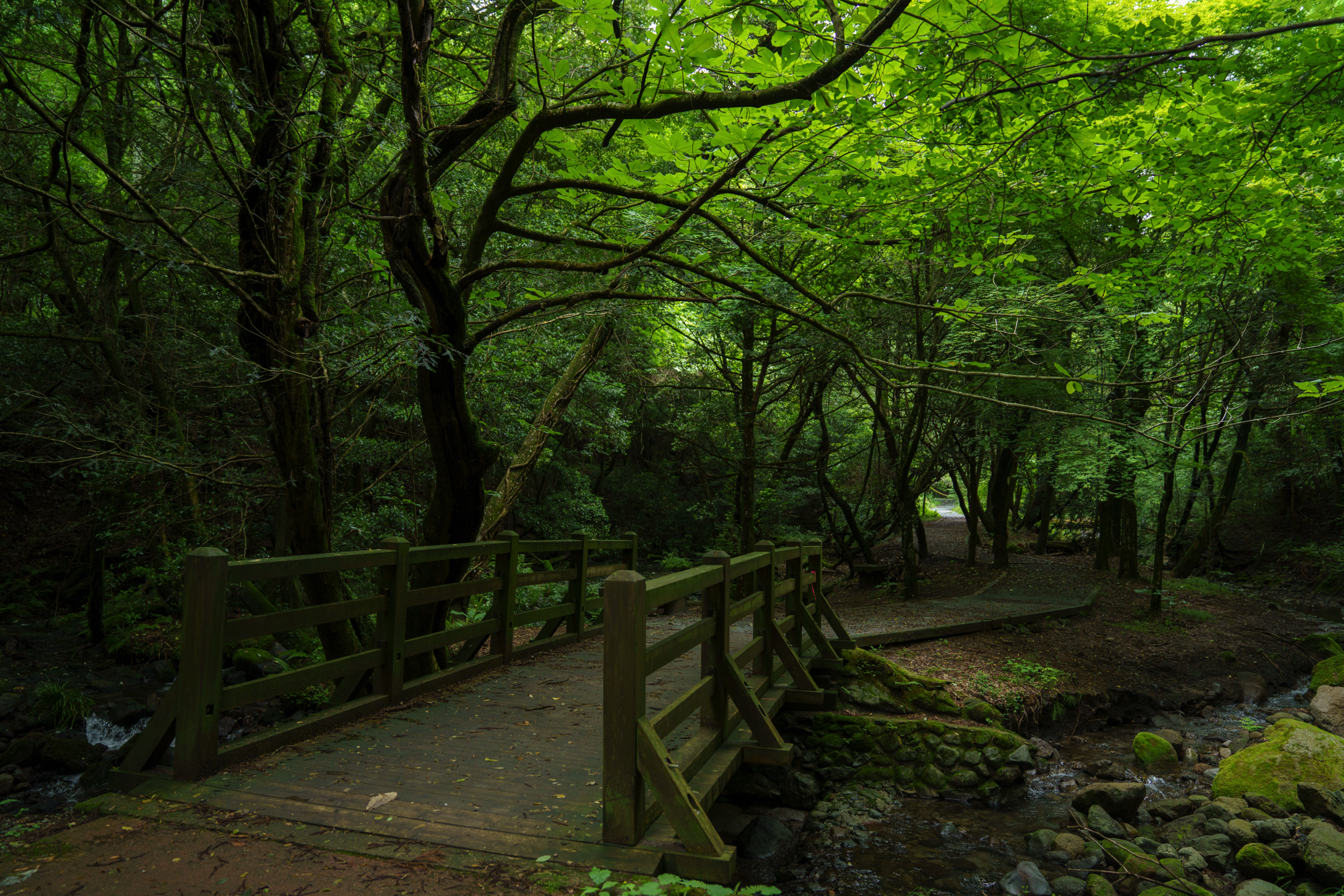 山吹水源に向かう遊歩道