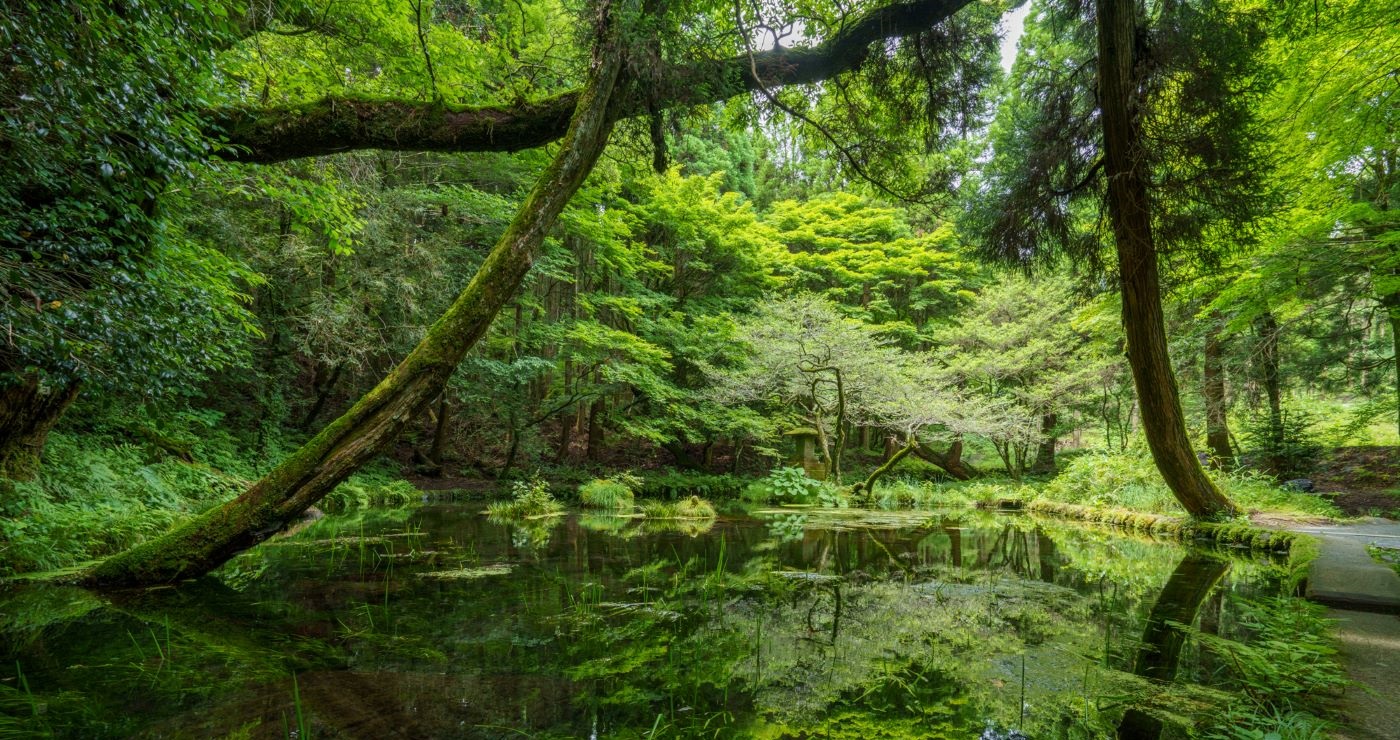 山吹水源の美しい新緑