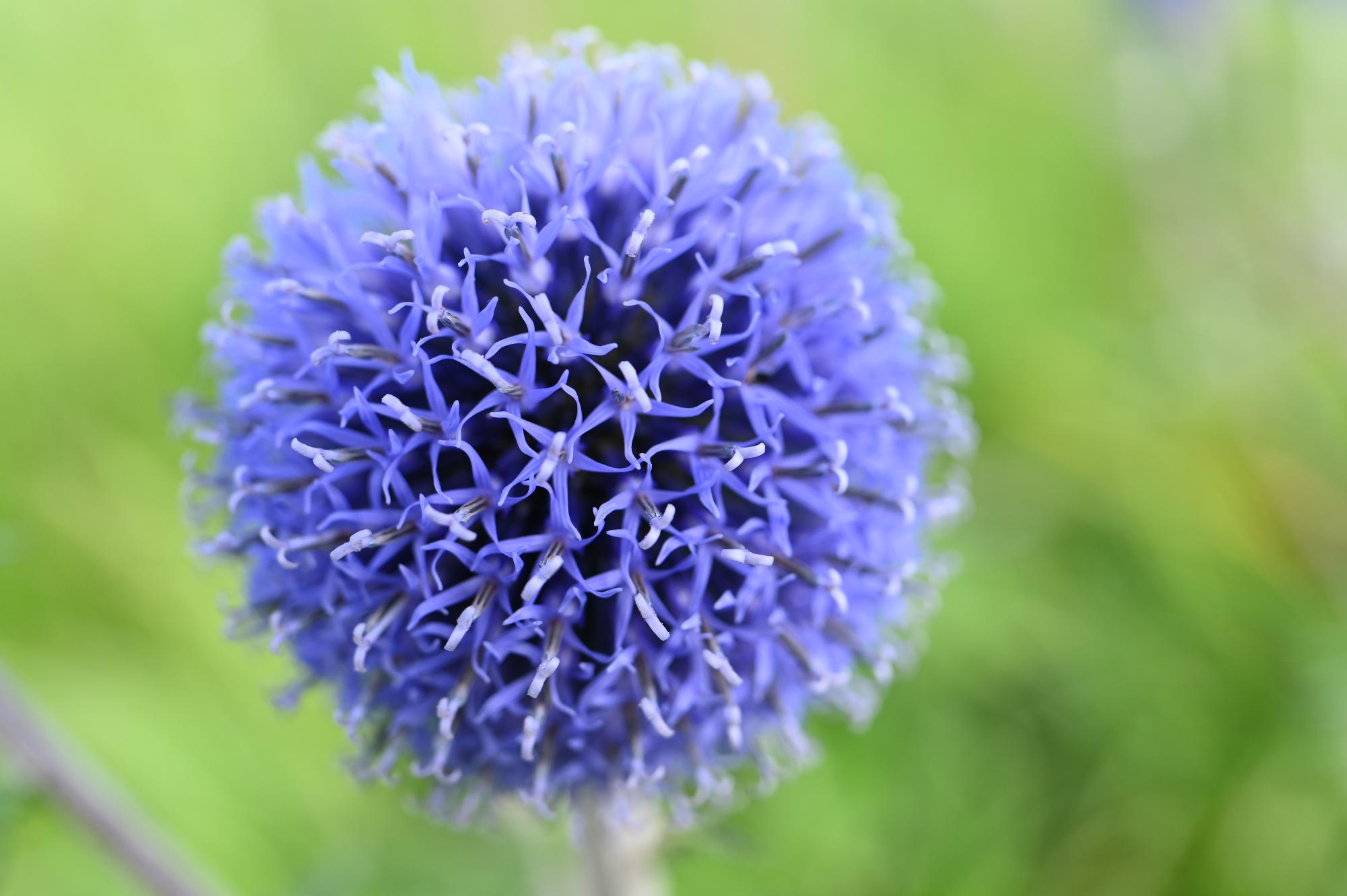 ひごたいの花のアップ写真