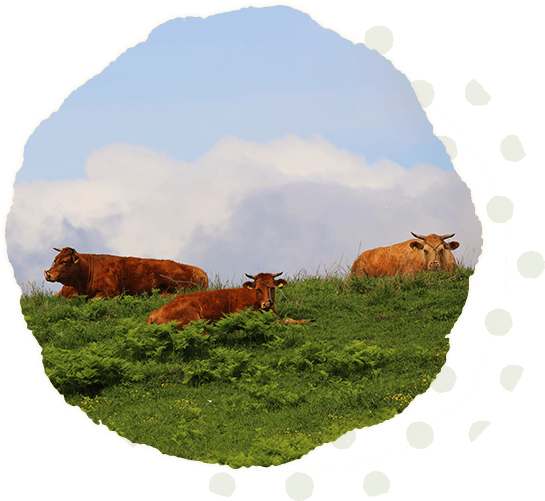 牛3匹が草原で座っている様子の写真